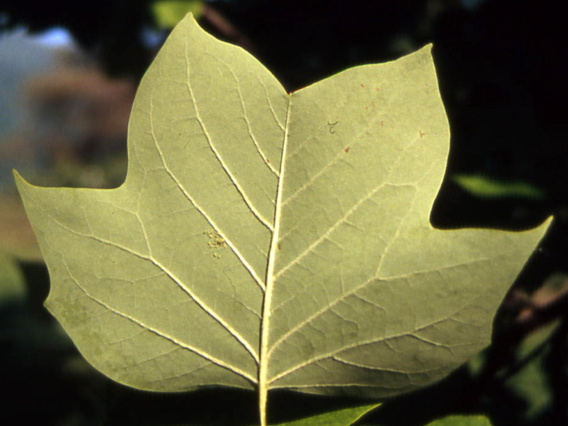 Liriodendron tulipifera L. - quiz -